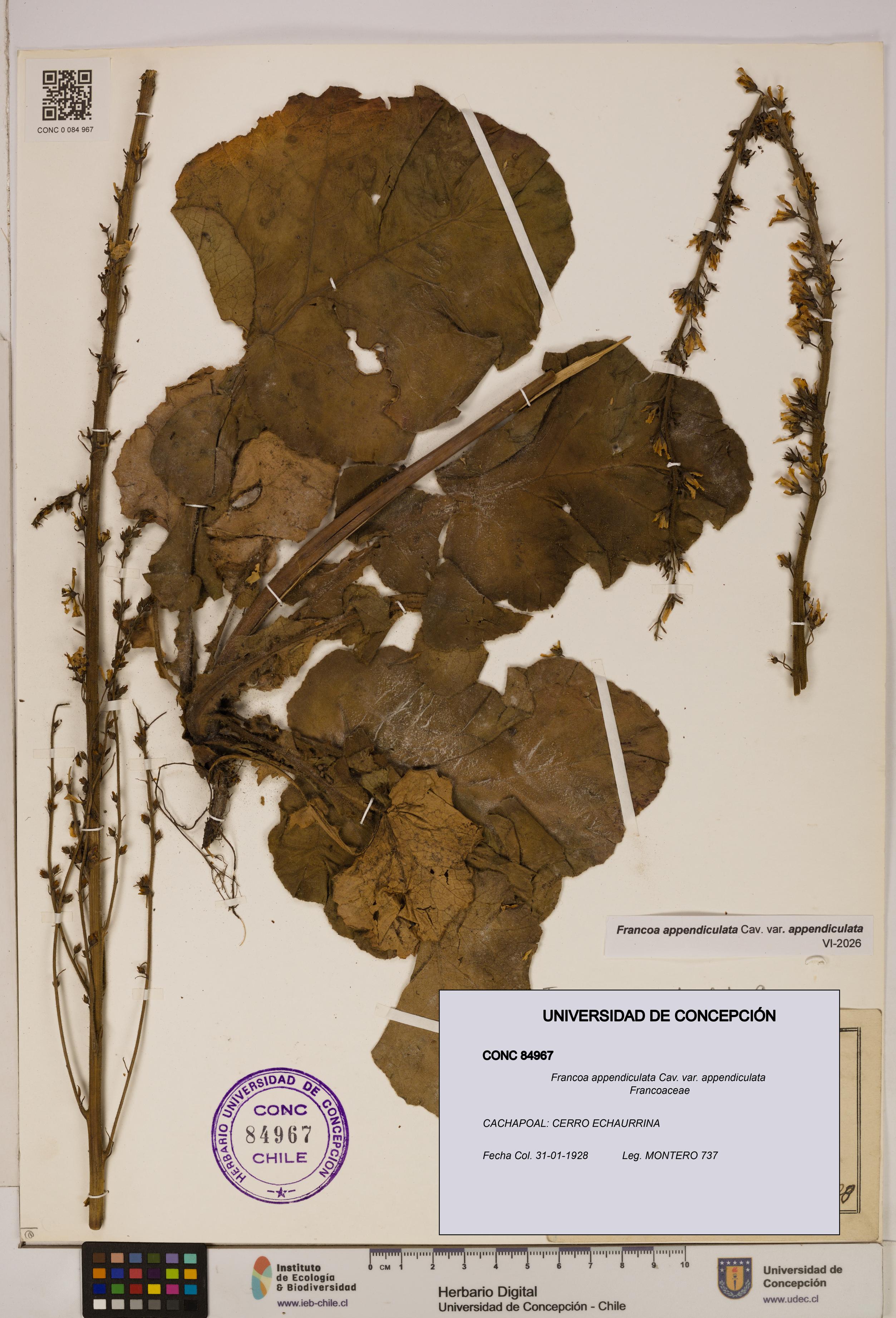Francoa appendiculata [Espécimen: ]