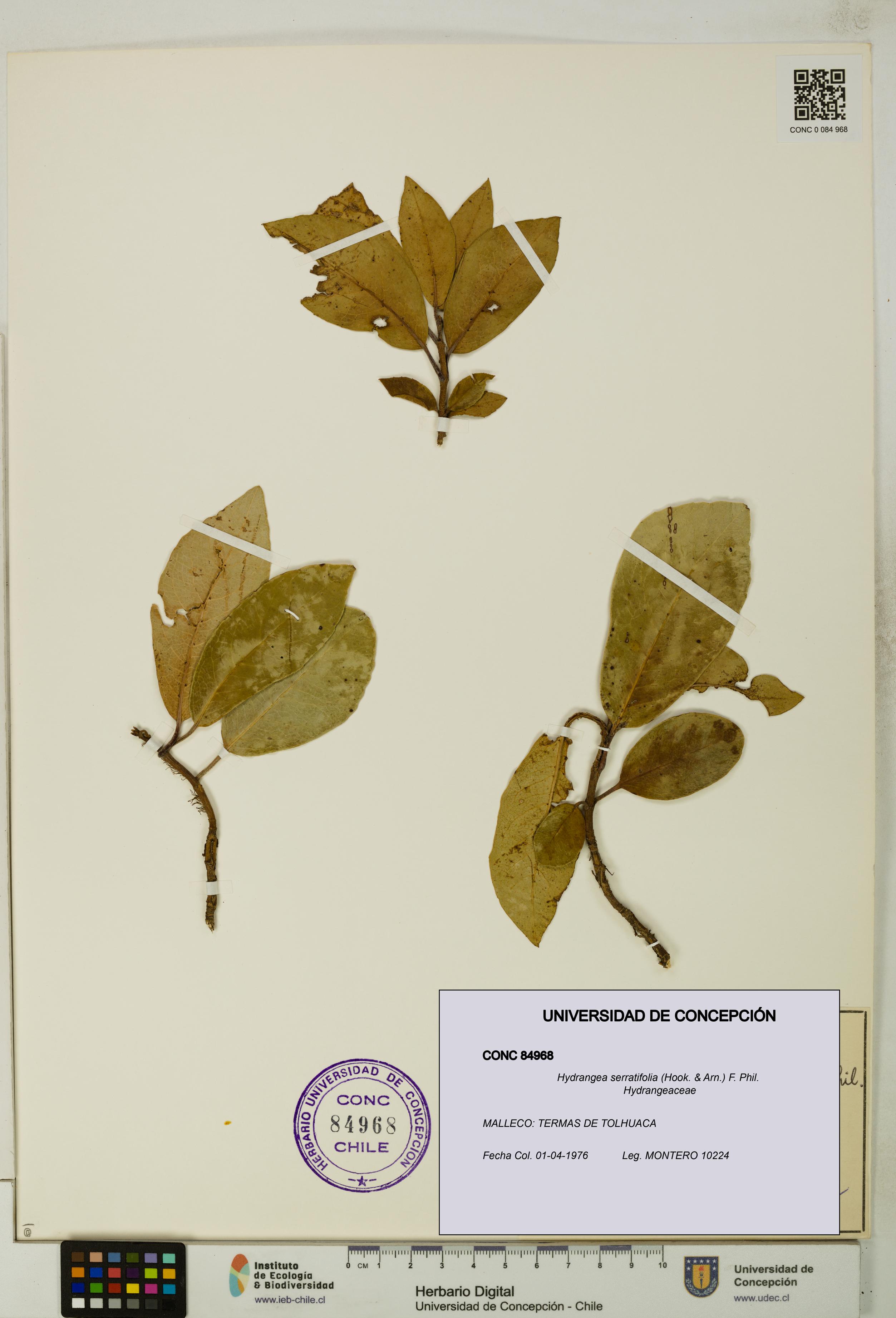 Hydrangea serratifolia [Espécimen: UDEC:CONC:0084968]