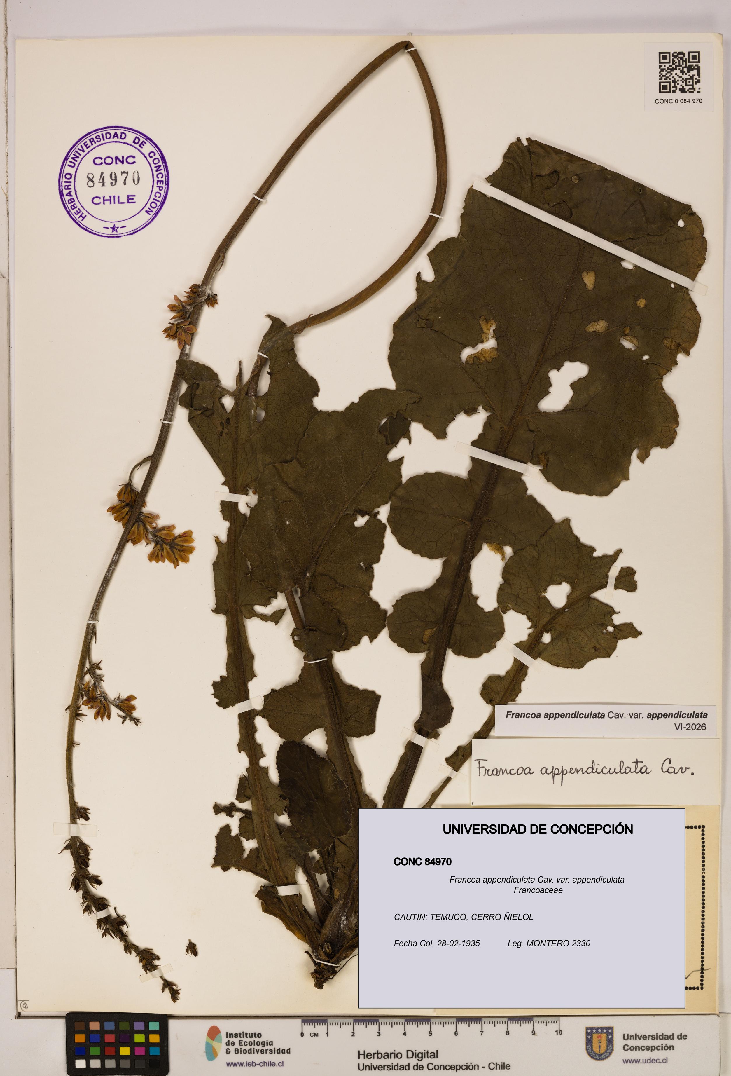 Francoa appendiculata [Espécimen: ]