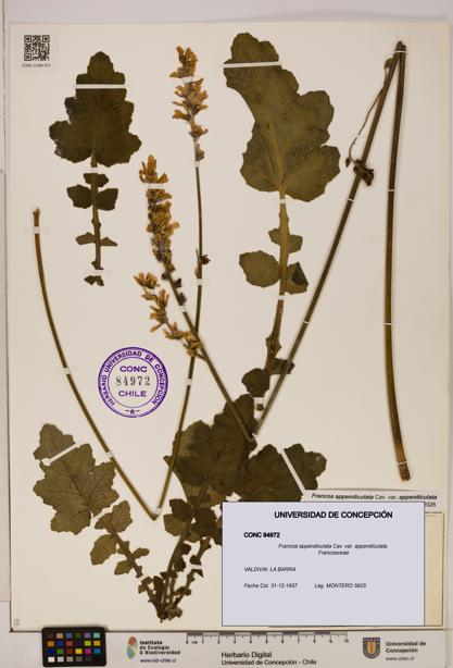 Francoa appendiculata [Espécimen: ]