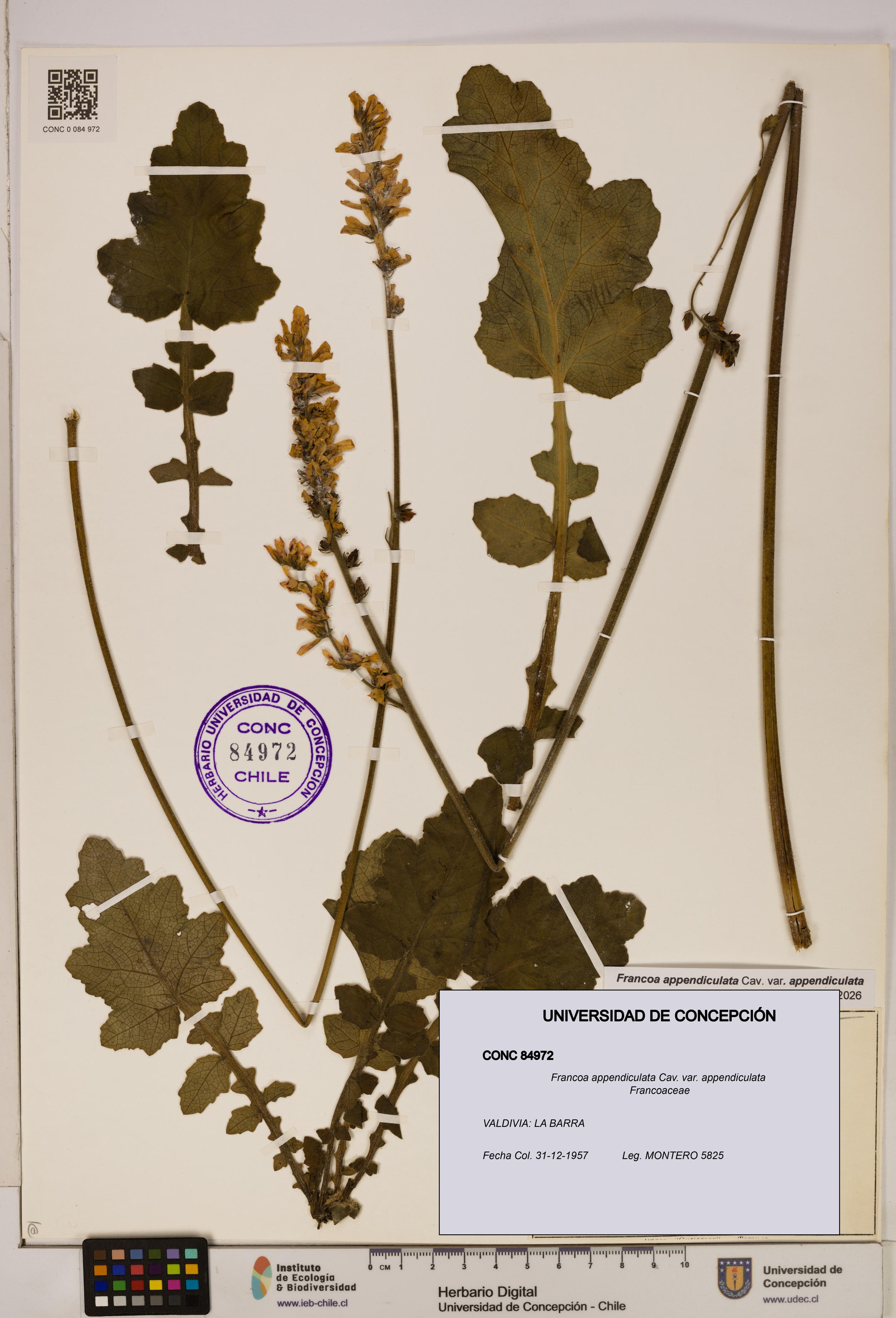 Francoa appendiculata [Espécimen: ]