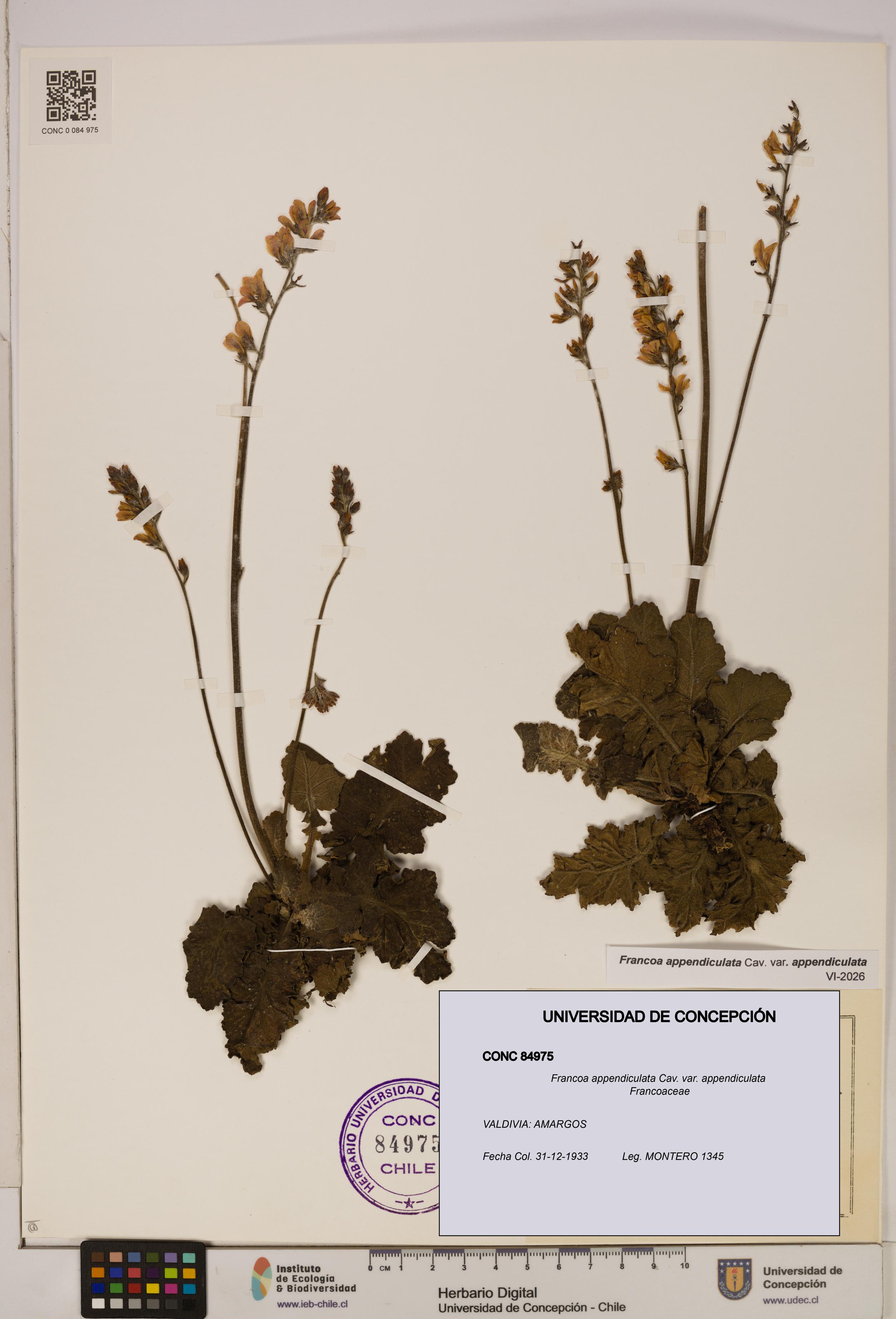 Francoa appendiculata [Espécimen: ]