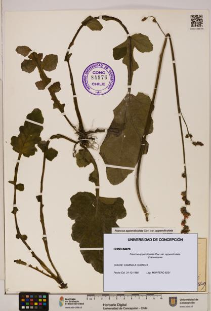 Francoa appendiculata [Espécimen: ]