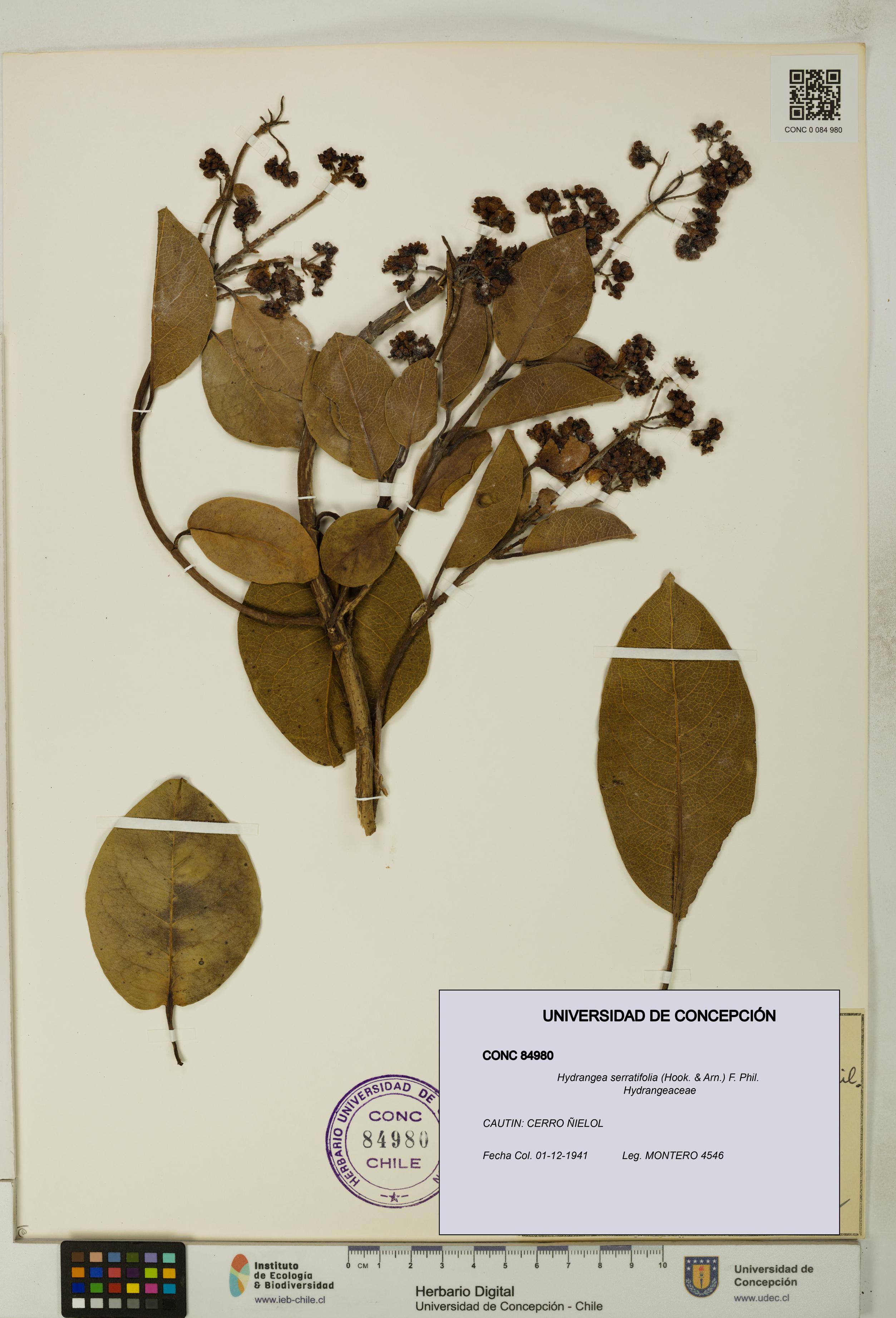 Hydrangea serratifolia [Espécimen: UDEC:CONC:0084980]