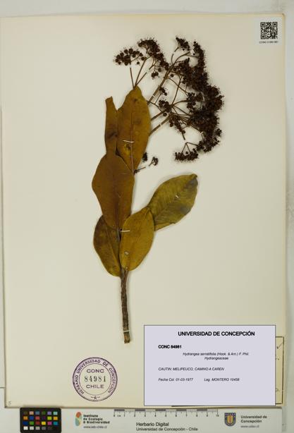 Hydrangea serratifolia [Espécimen: UDEC:CONC:0084981]