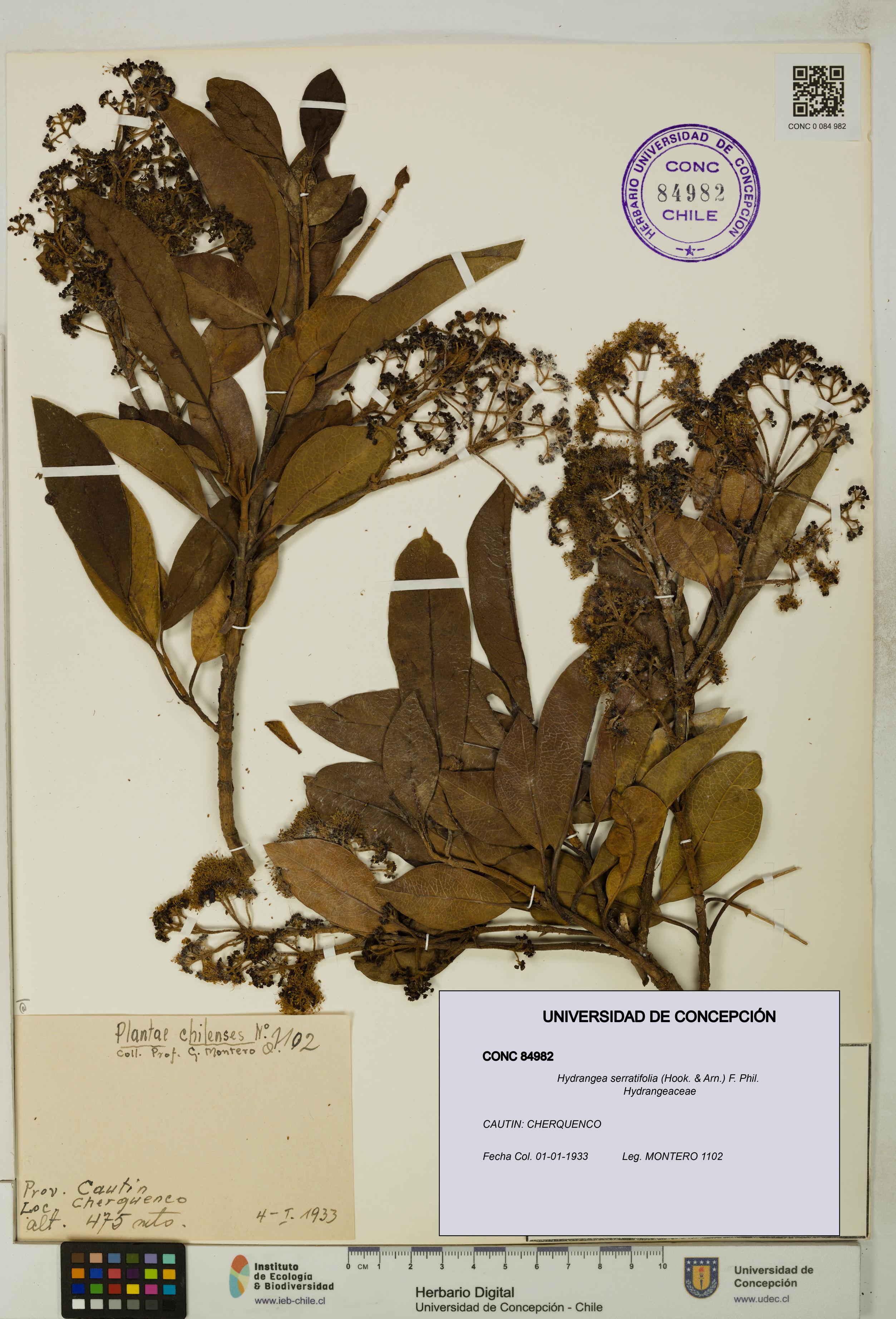 Hydrangea serratifolia [Espécimen: UDEC:CONC:0084982]