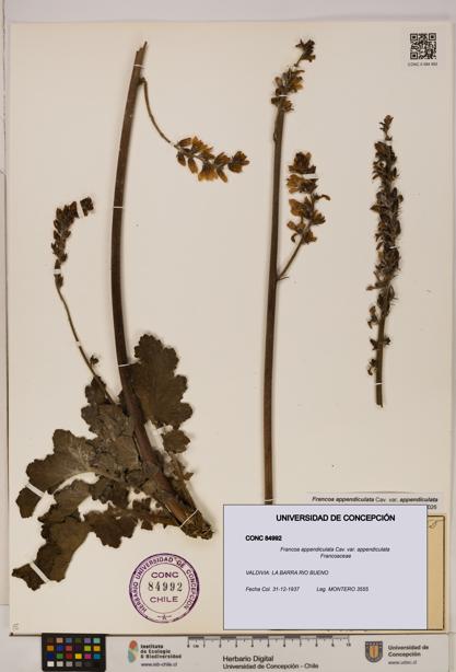 Francoa appendiculata [Espécimen: ]