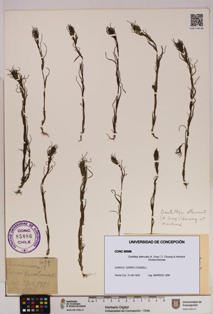 Castilleja attenuata [Espécimen: UDEC:CONC:0085086]