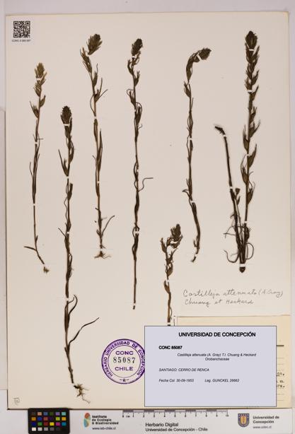Castilleja attenuata [Espécimen: UDEC:CONC:0085087]