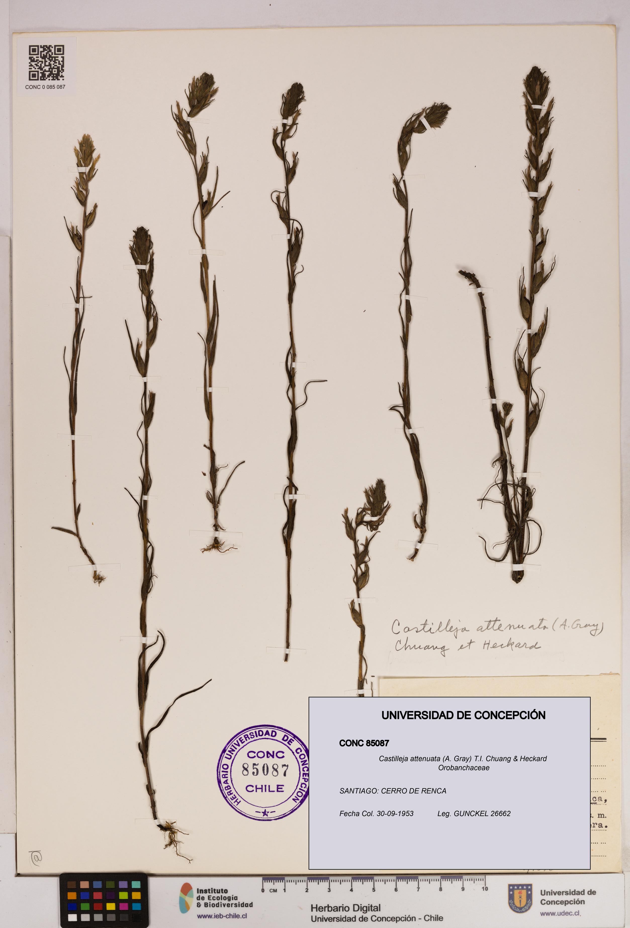 Castilleja attenuata [Espécimen: UDEC:CONC:0085087]