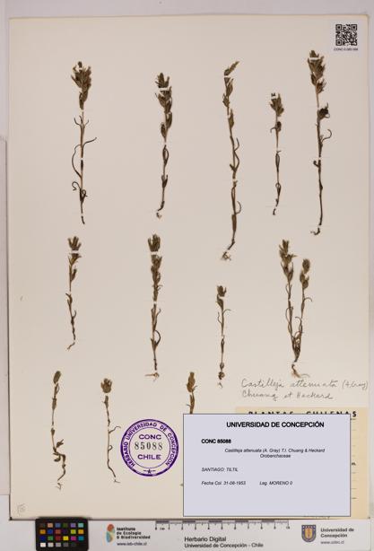 Castilleja attenuata [Espécimen: UDEC:CONC:0085088]