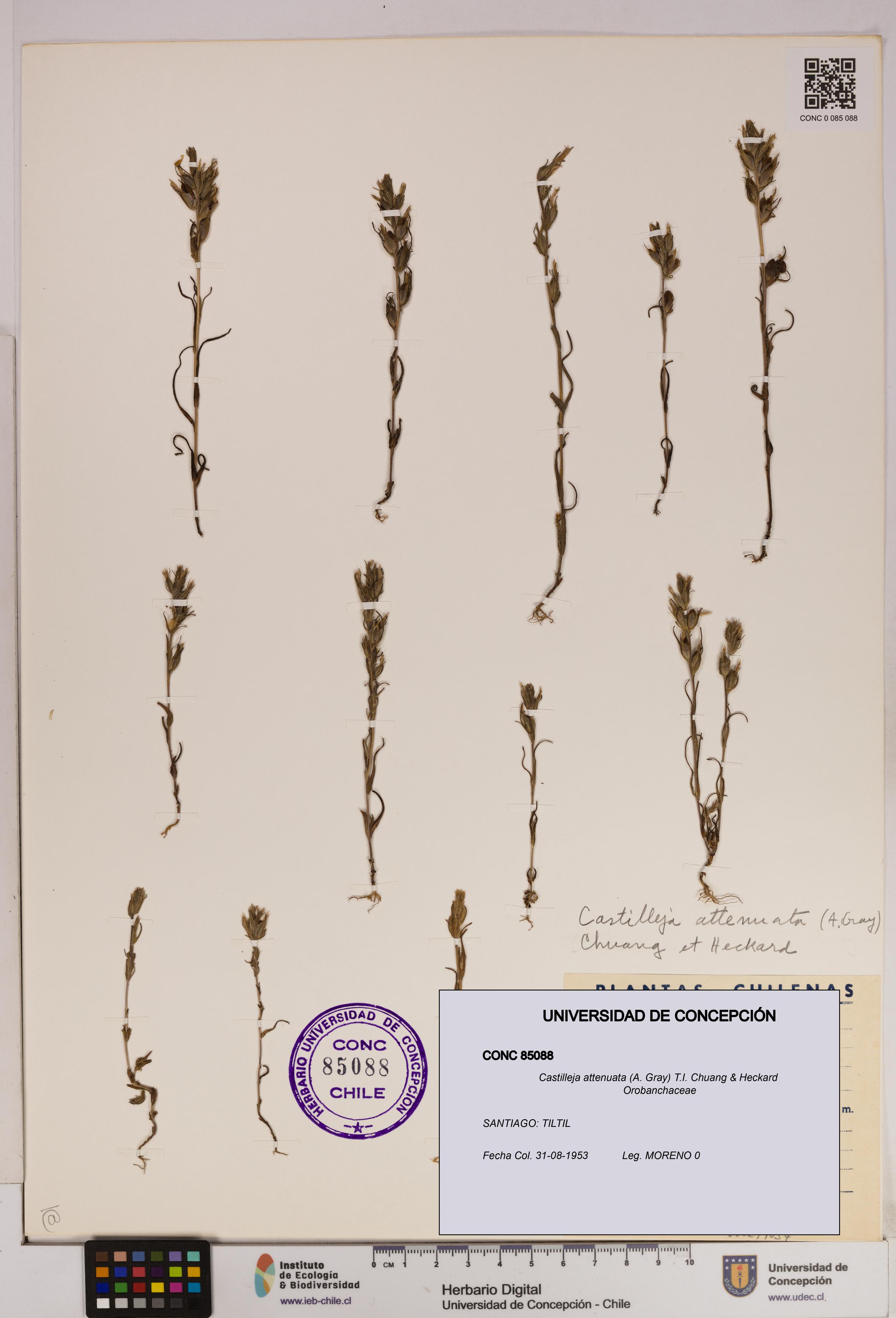 Castilleja attenuata [Espécimen: UDEC:CONC:0085088]