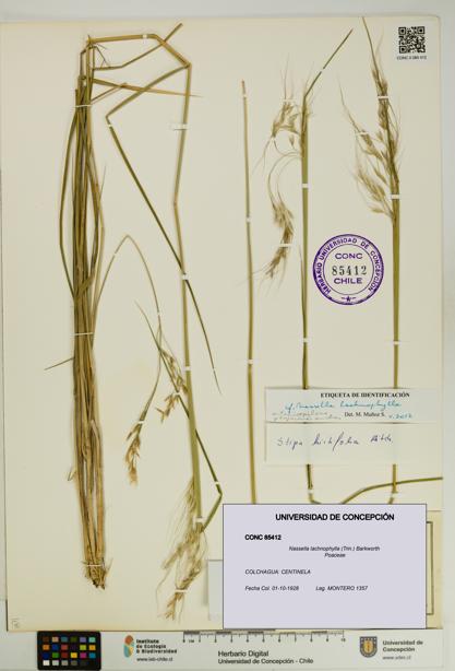 Nassella lachnophylla [Espécimen: UDEC:CONC:0085412]