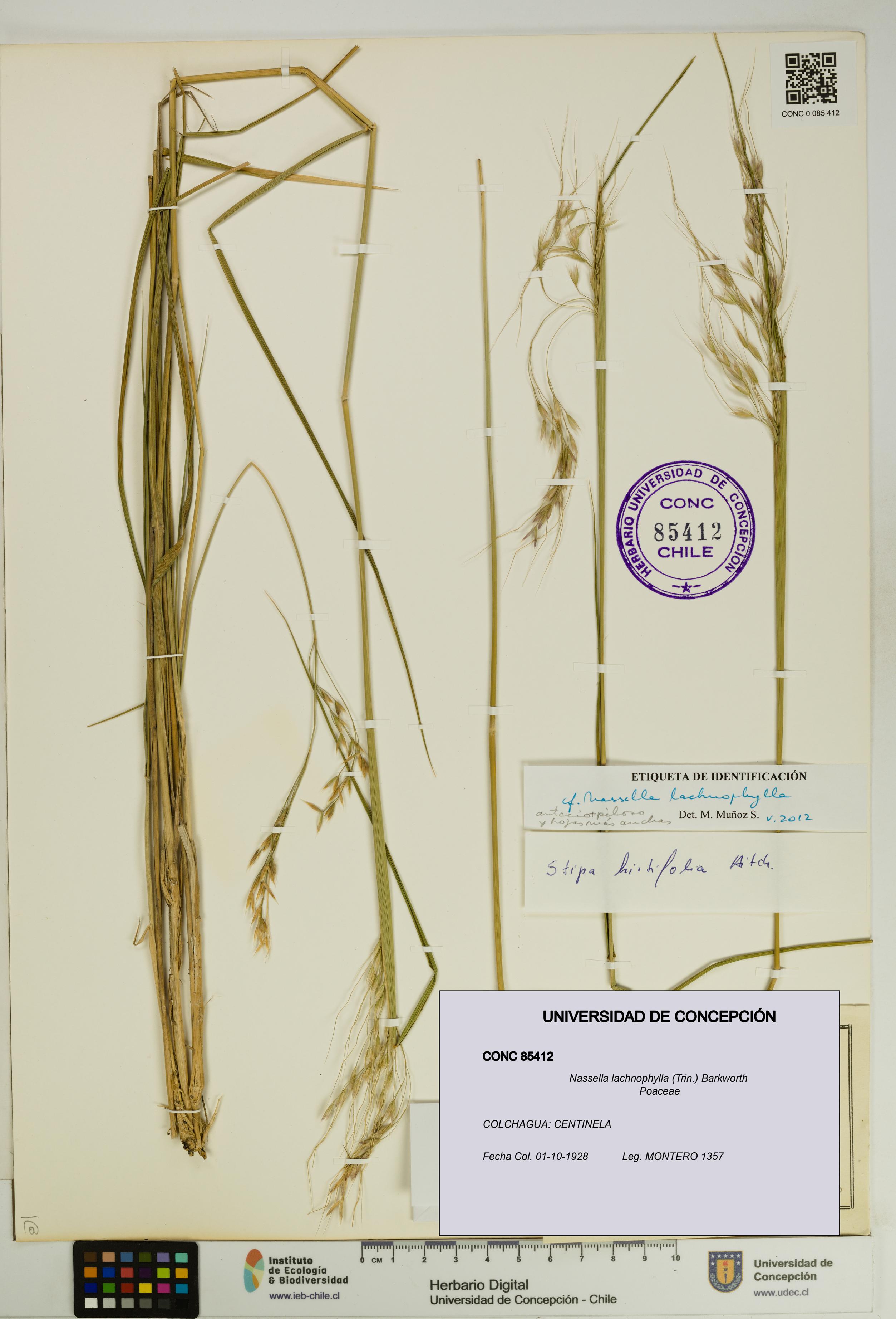 Nassella lachnophylla [Espécimen: UDEC:CONC:0085412]