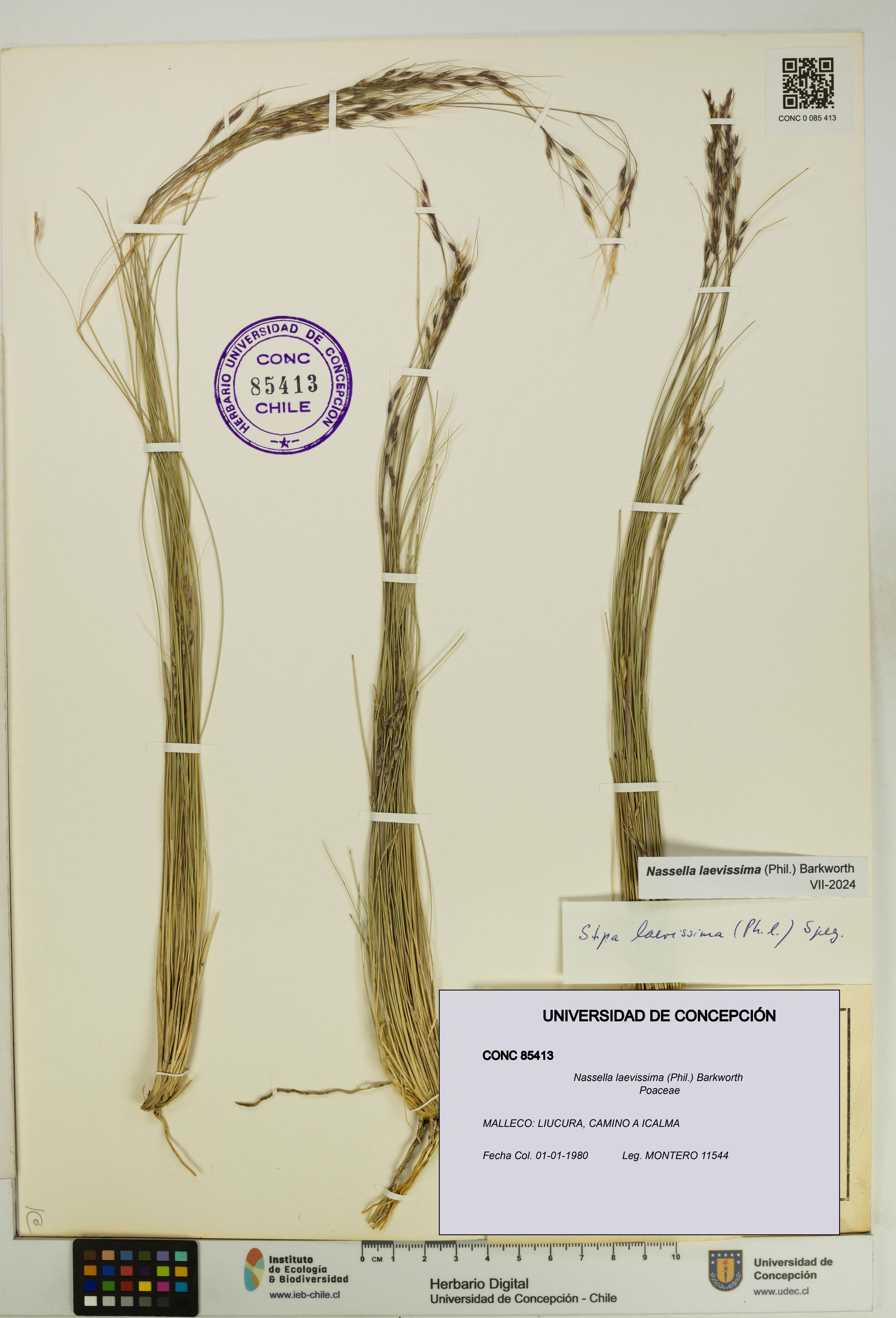 Nassella laevissima [Espécimen: UDEC:CONC:0085413]