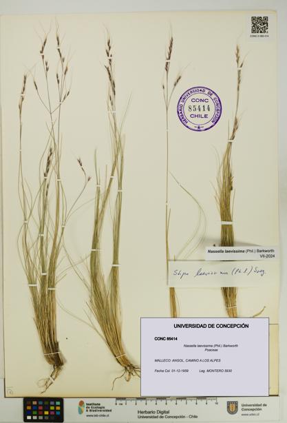 Nassella laevissima [Espécimen: UDEC:CONC:0085414]