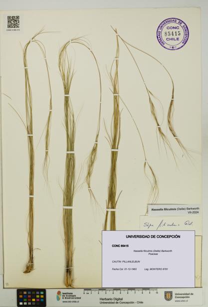 Nassella filiculmis [Espécimen: UDEC:CONC:0085415]