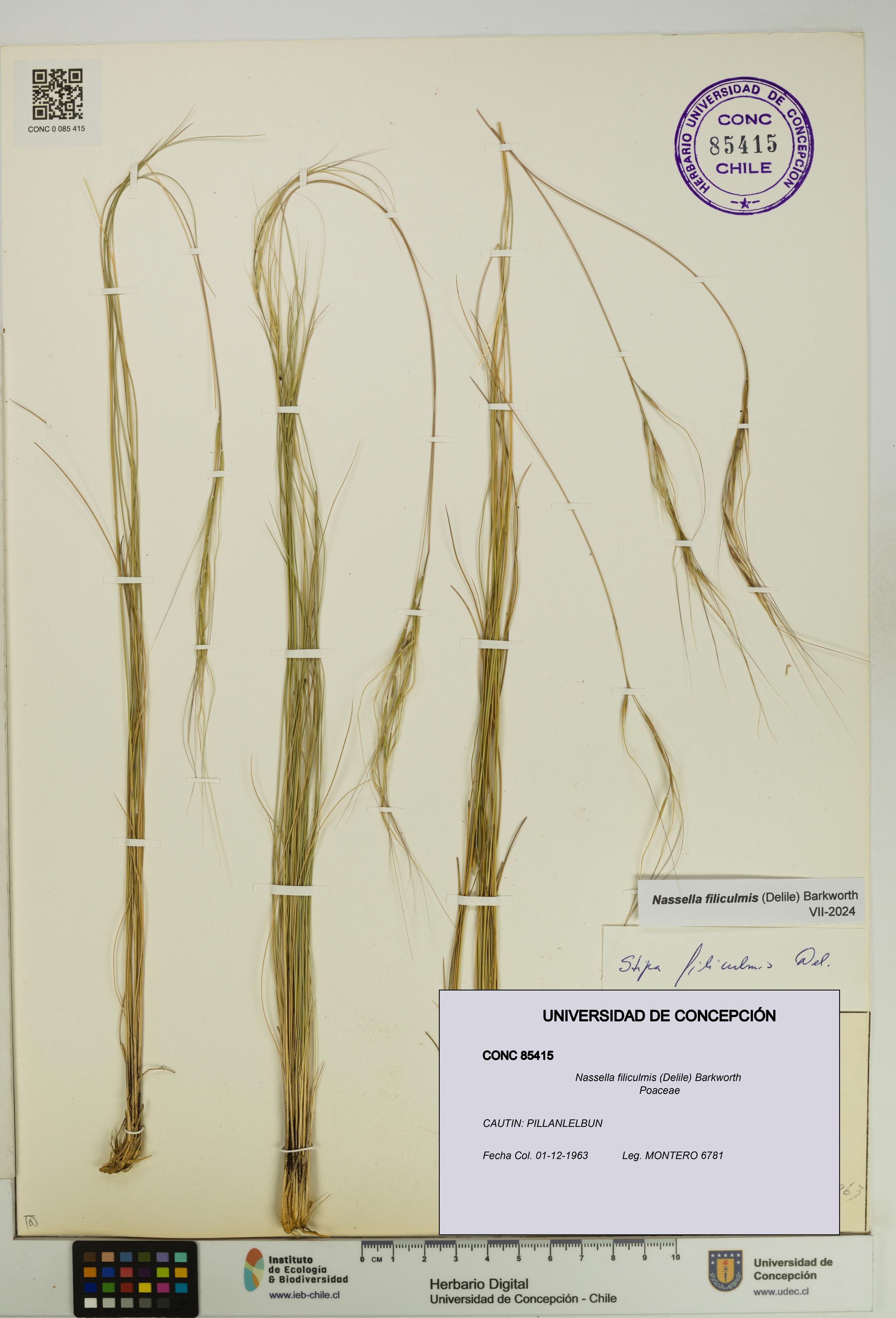 Nassella filiculmis [Espécimen: UDEC:CONC:0085415]