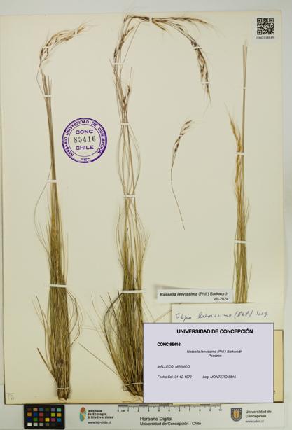 Nassella laevissima [Espécimen: UDEC:CONC:0085416]