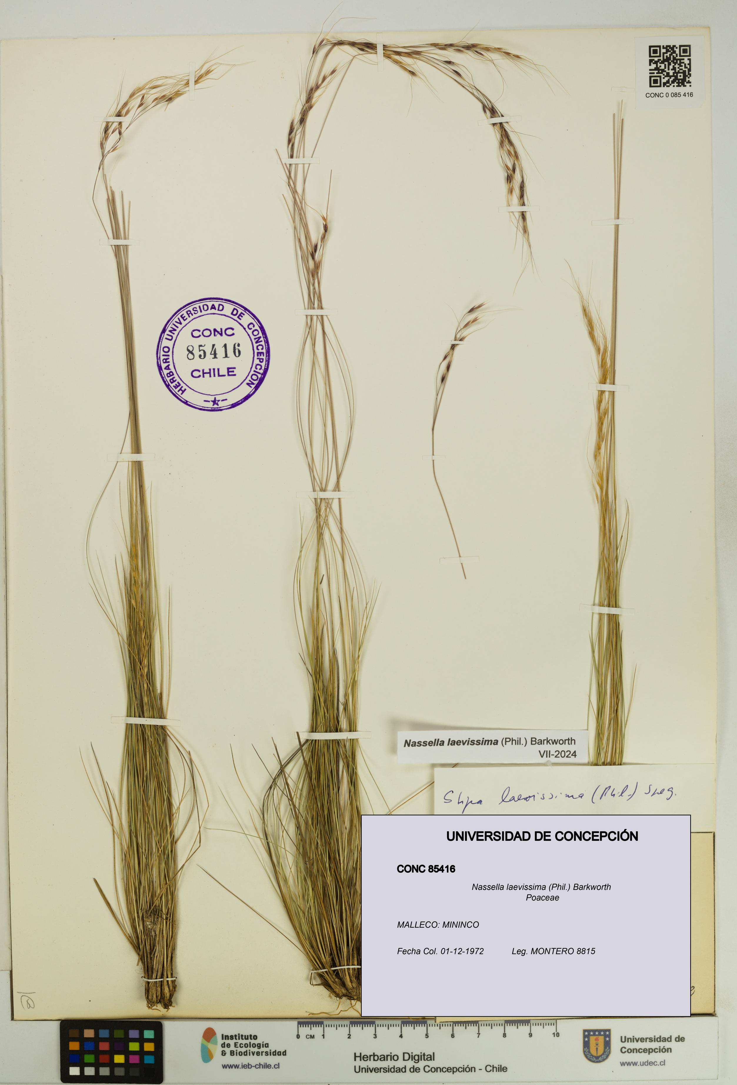 Nassella laevissima [Espécimen: UDEC:CONC:0085416]