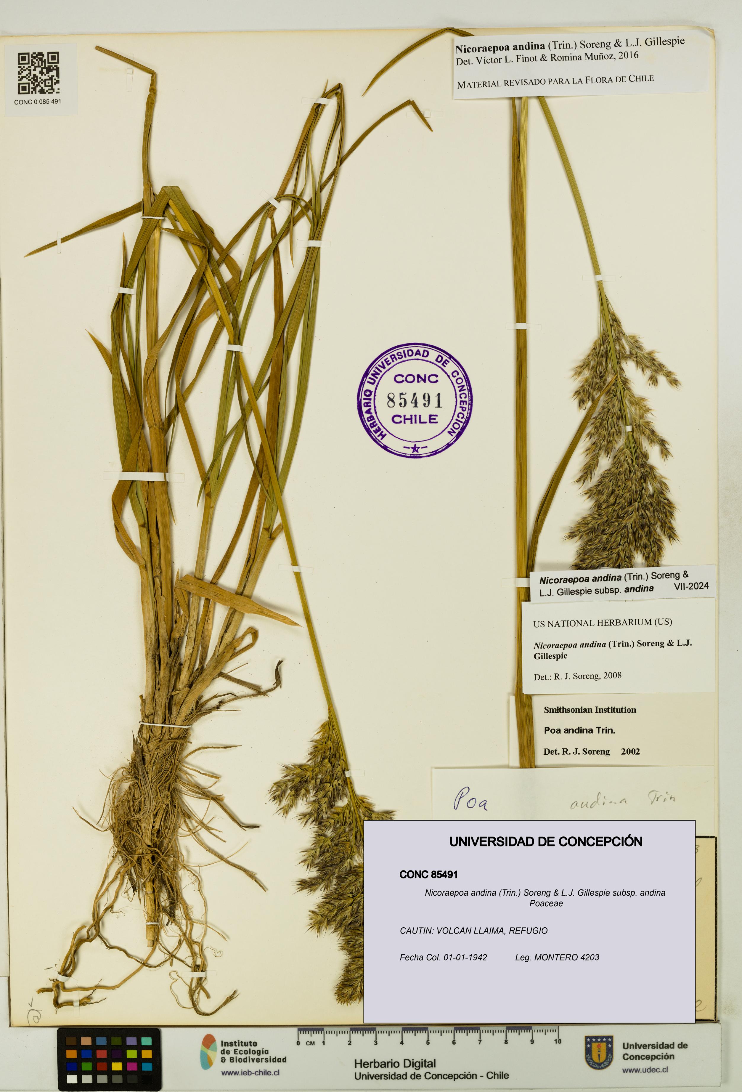 Nicoraepoa andina subsp. andina [Espécimen: UDEC:CONC:0085491]