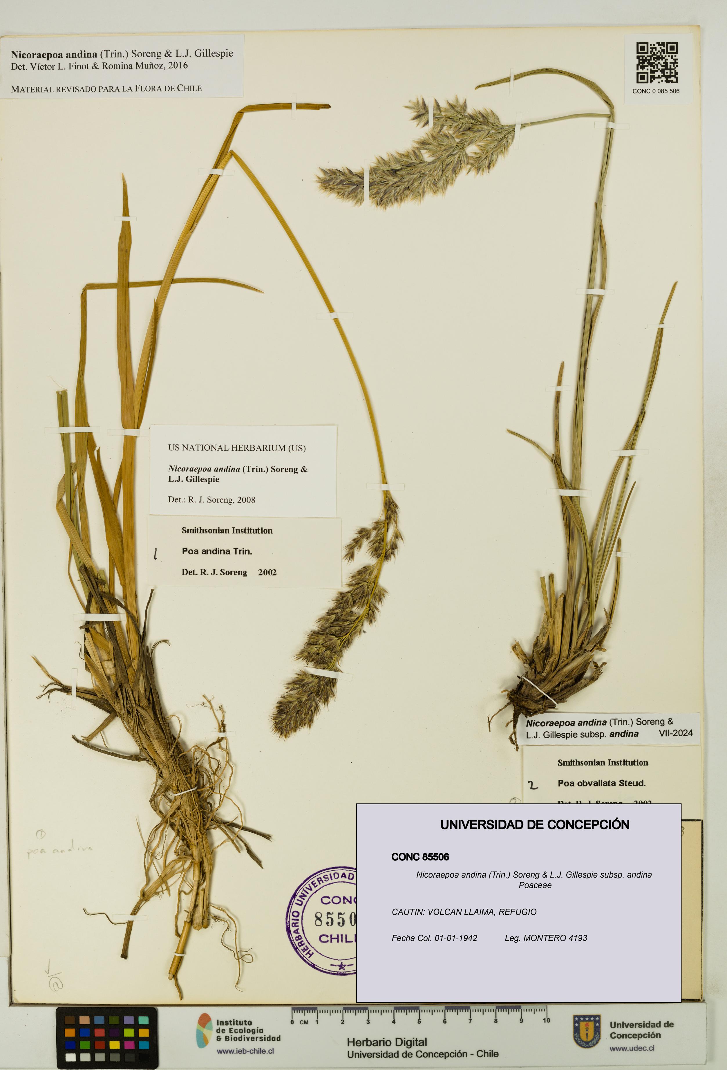 Nicoraepoa andina subsp. andina [Espécimen: UDEC:CONC:0085506]