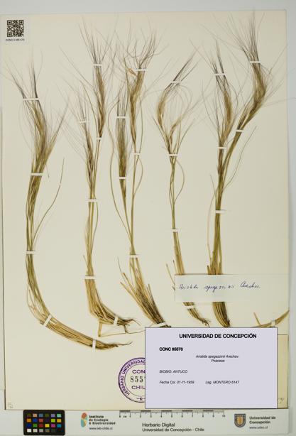 Aristida spegazzinii [Espécimen: UDEC:CONC:0085570]