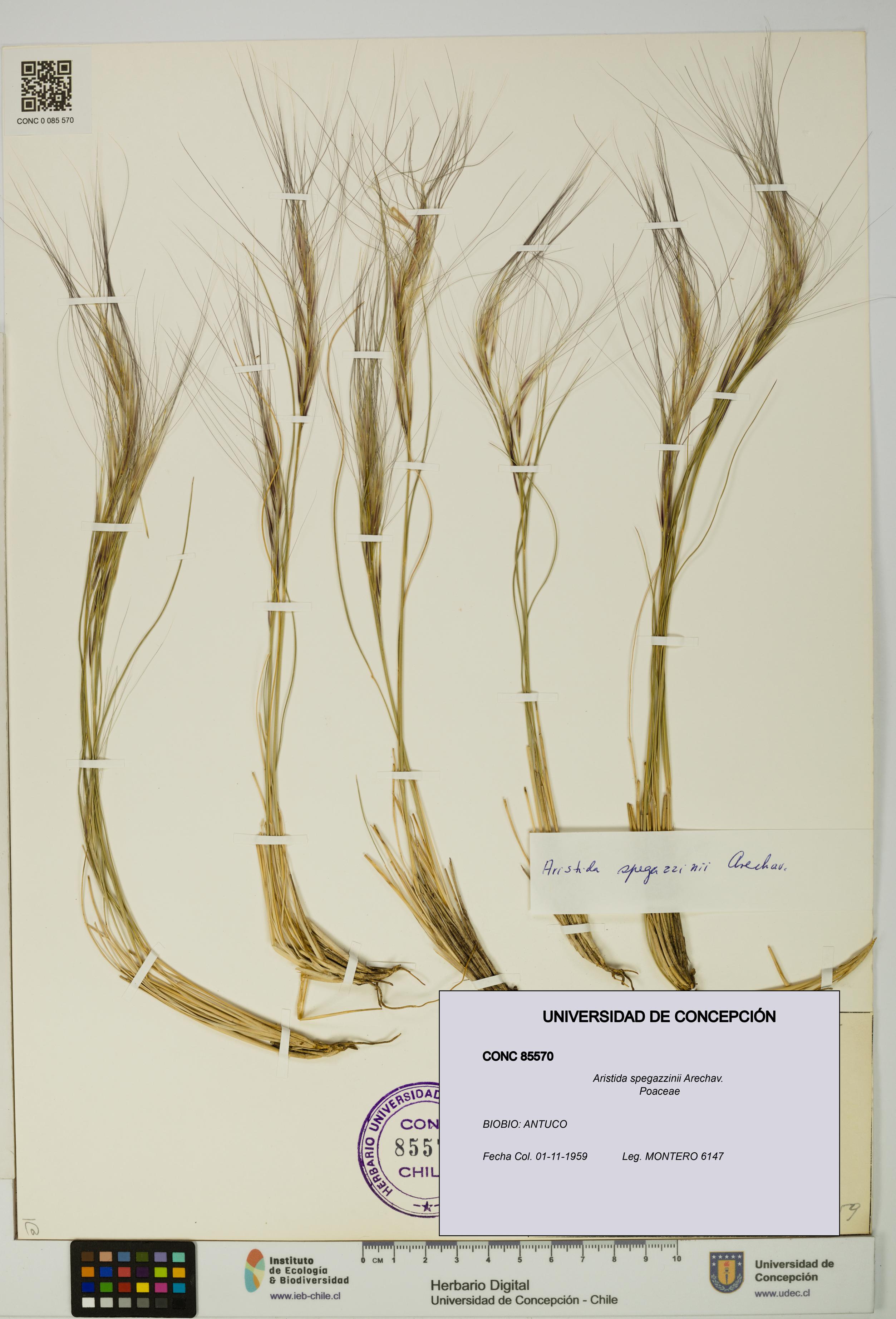 Aristida spegazzinii [Espécimen: UDEC:CONC:0085570]