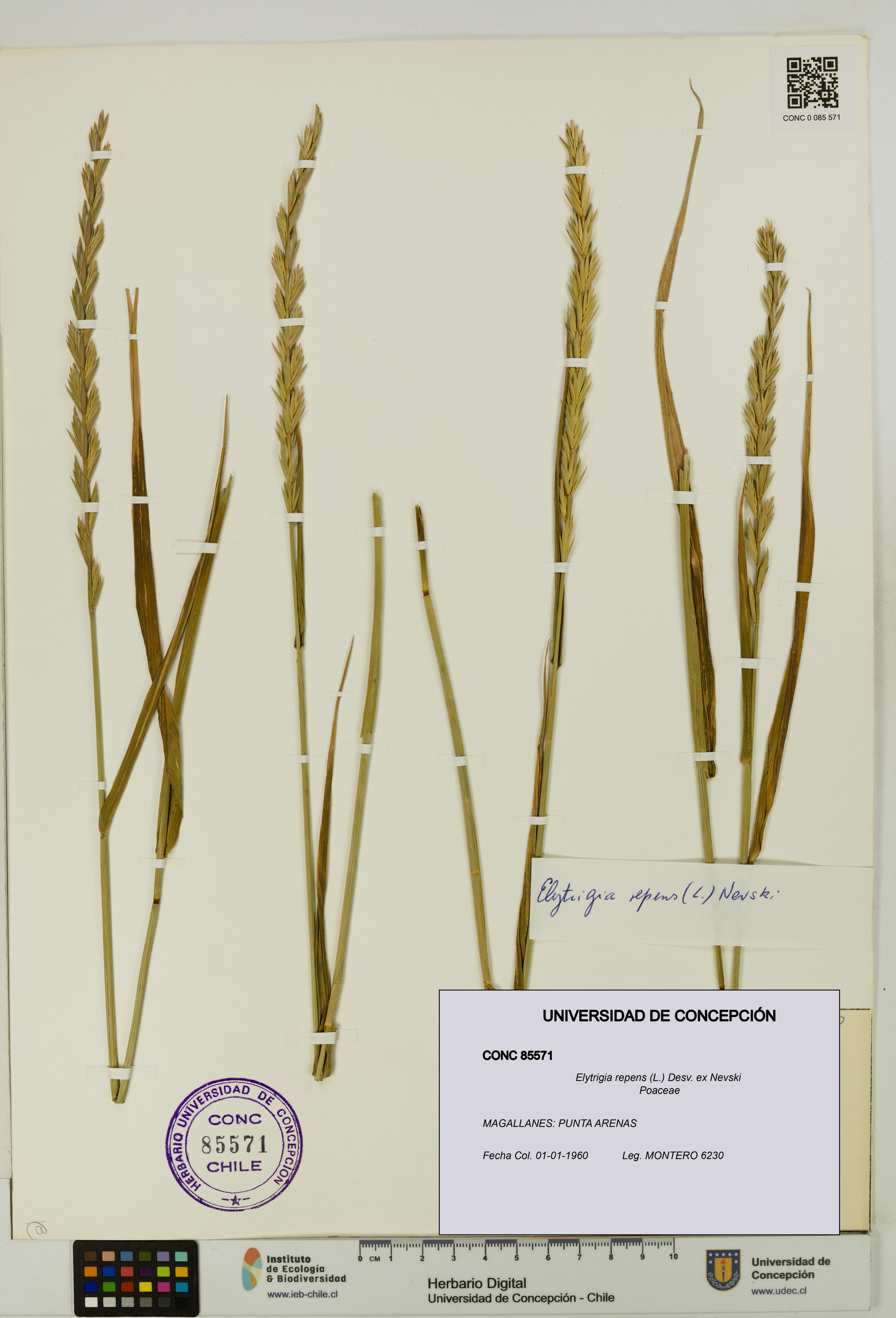 Elytrigia repens [Espécimen: UDEC:CONC:0085571]