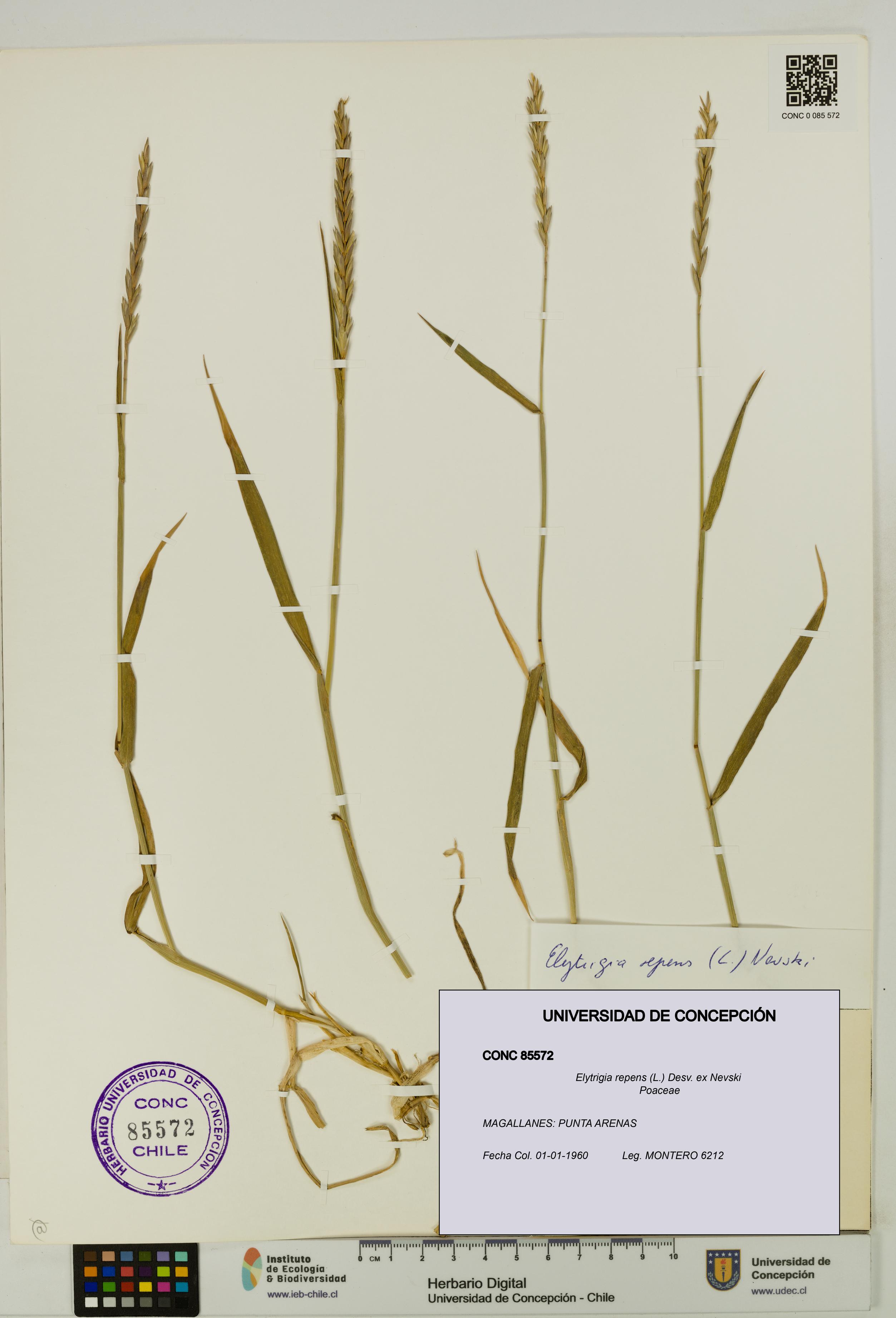 Elytrigia repens [Espécimen: UDEC:CONC:0085572]