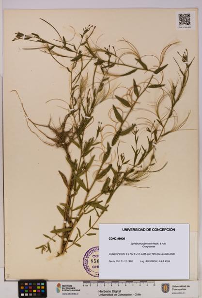 Epilobium puberulum [Espécimen: UDEC:CONC:0085605]