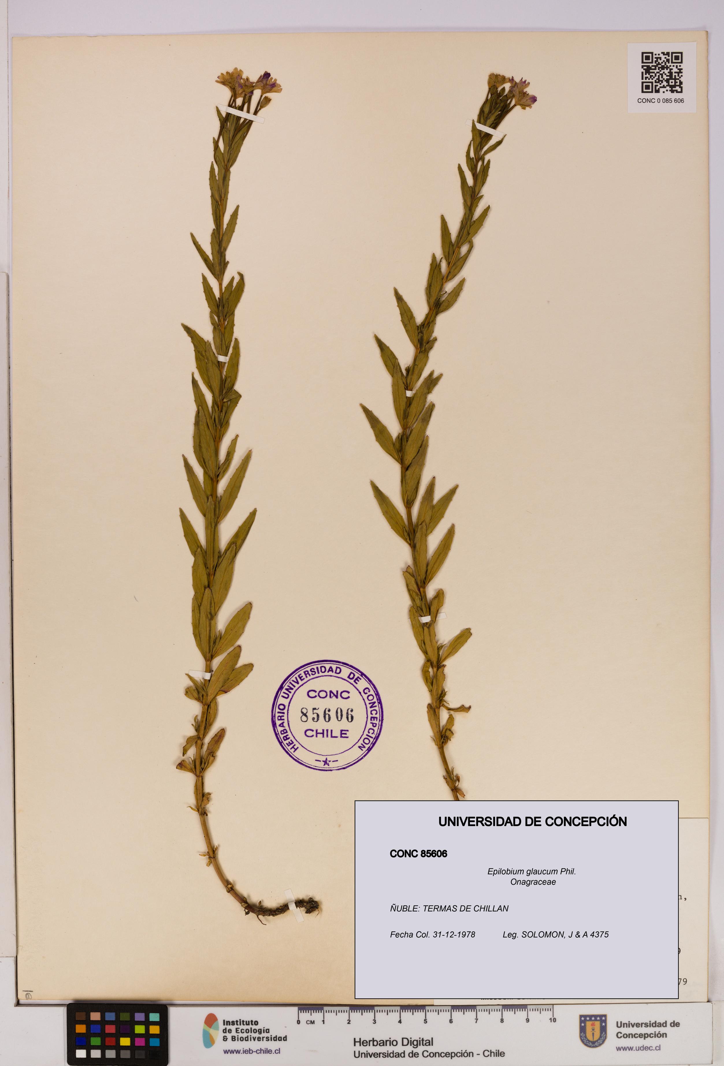 Epilobium glaucum [Espécimen: UDEC:CONC:0085606]
