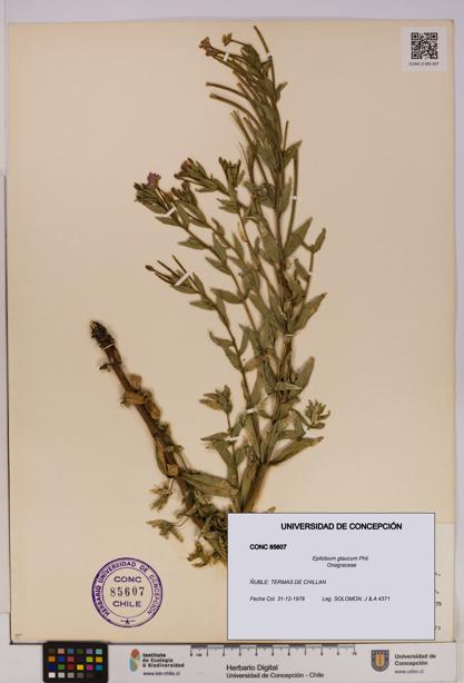 Epilobium glaucum [Espécimen: UDEC:CONC:0085607]