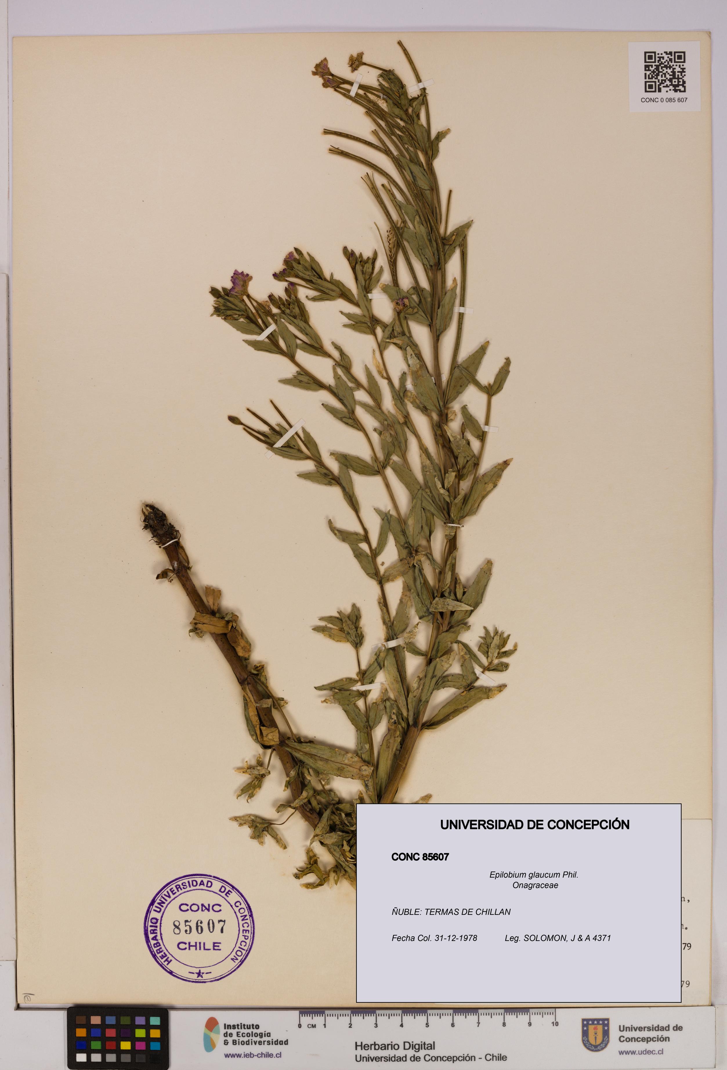 Epilobium glaucum [Espécimen: UDEC:CONC:0085607]