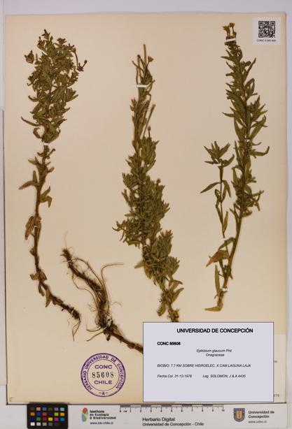 Epilobium glaucum [Espécimen: UDEC:CONC:0085608]