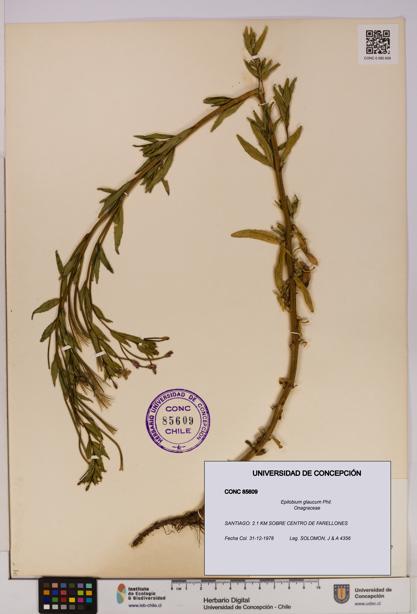 Epilobium glaucum [Espécimen: UDEC:CONC:0085609]