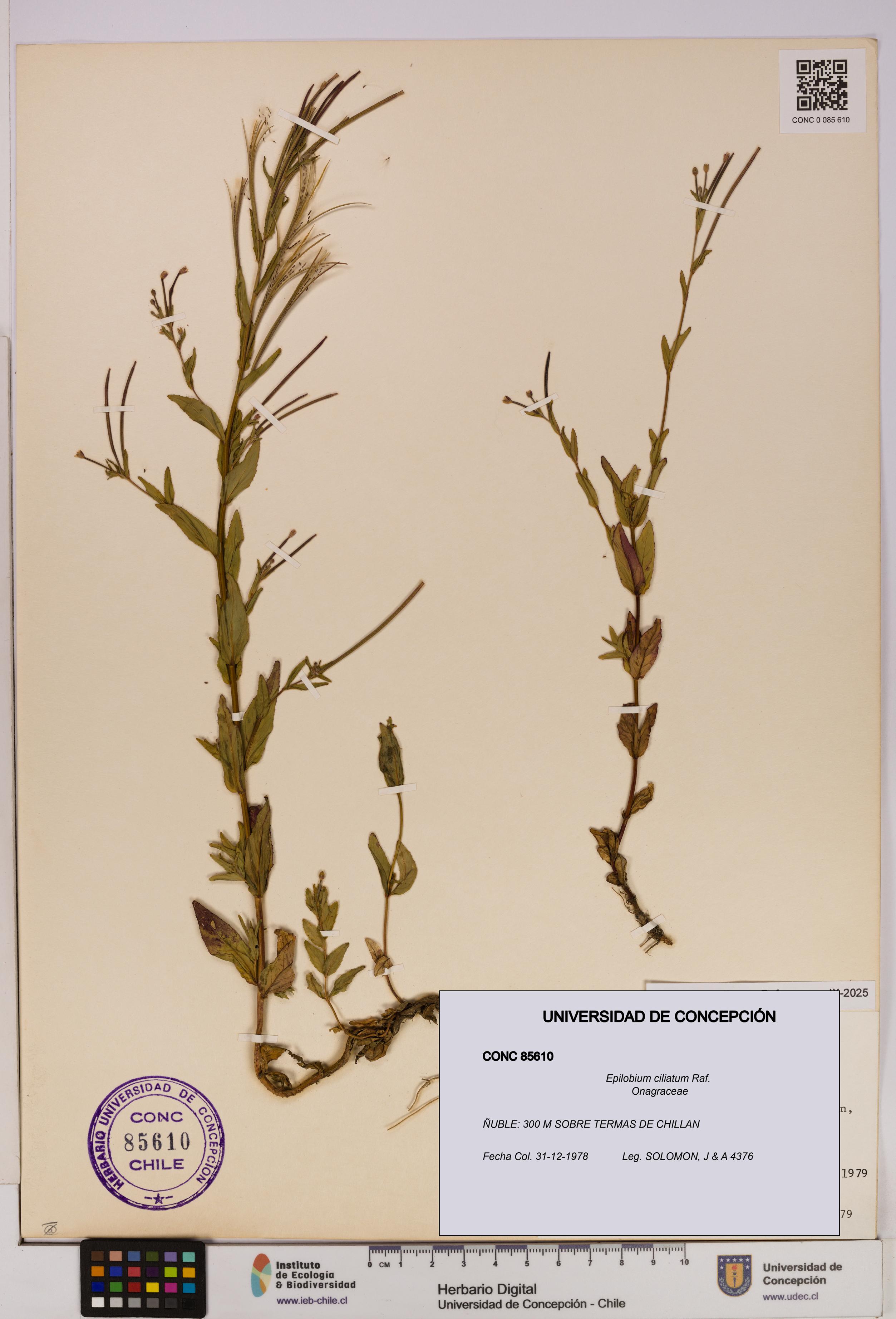 Epilobium ciliatum [Espécimen: UDEC:CONC:0085610]