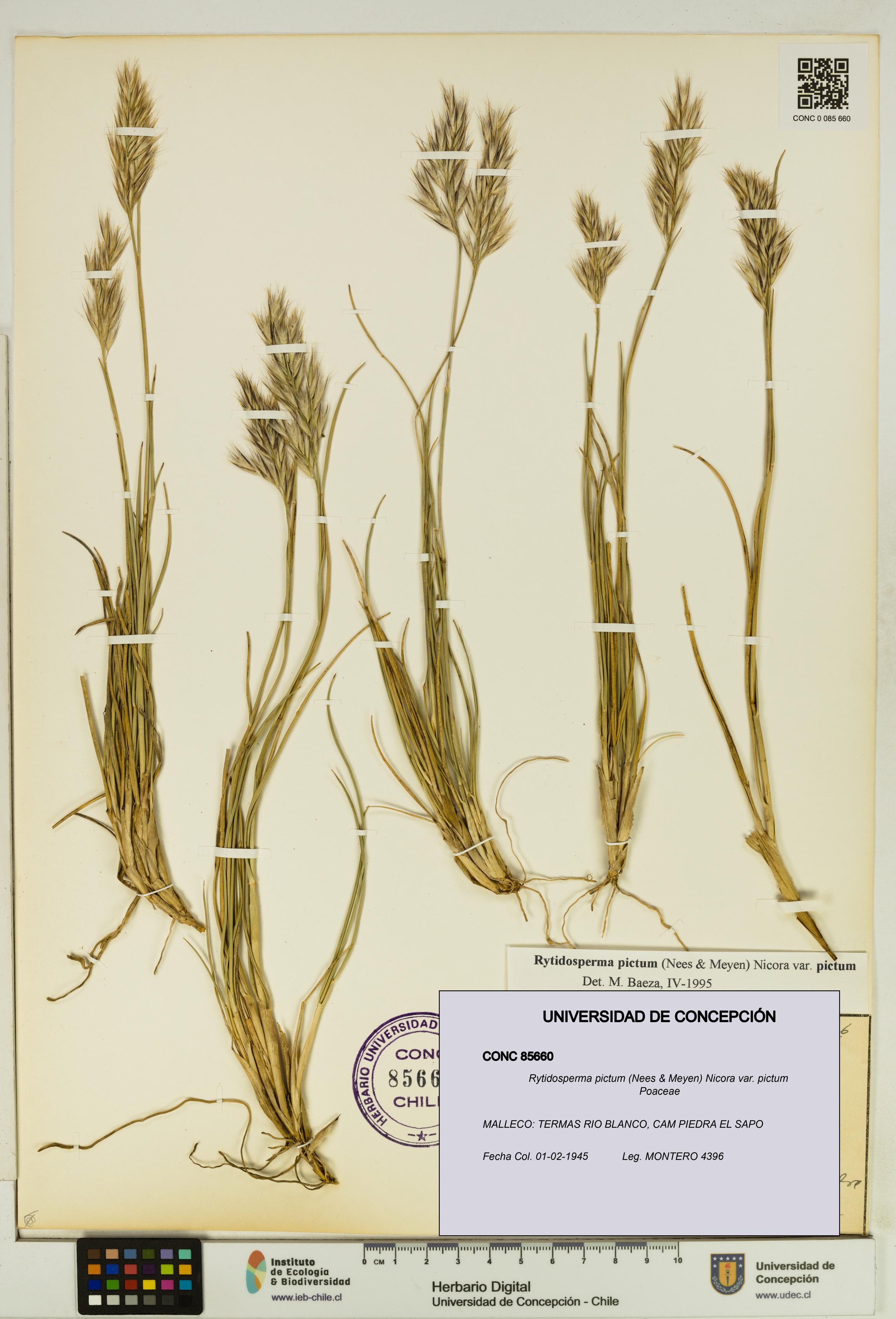 Rytidosperma pictum var. pictum [Espécimen: UDEC:CONC:0085660]