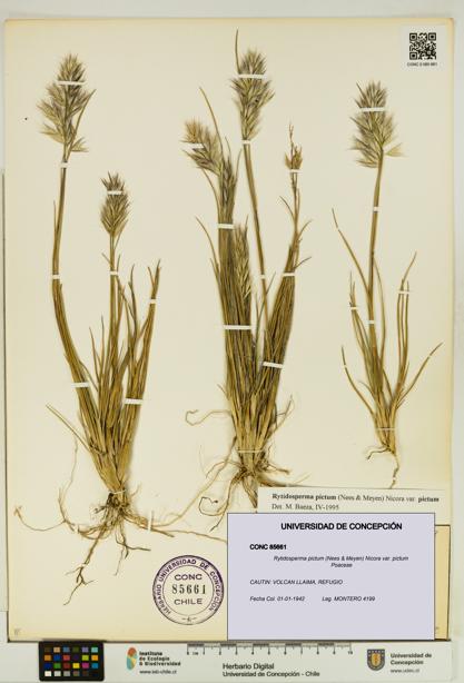 Rytidosperma pictum var. pictum [Espécimen: UDEC:CONC:0085661]