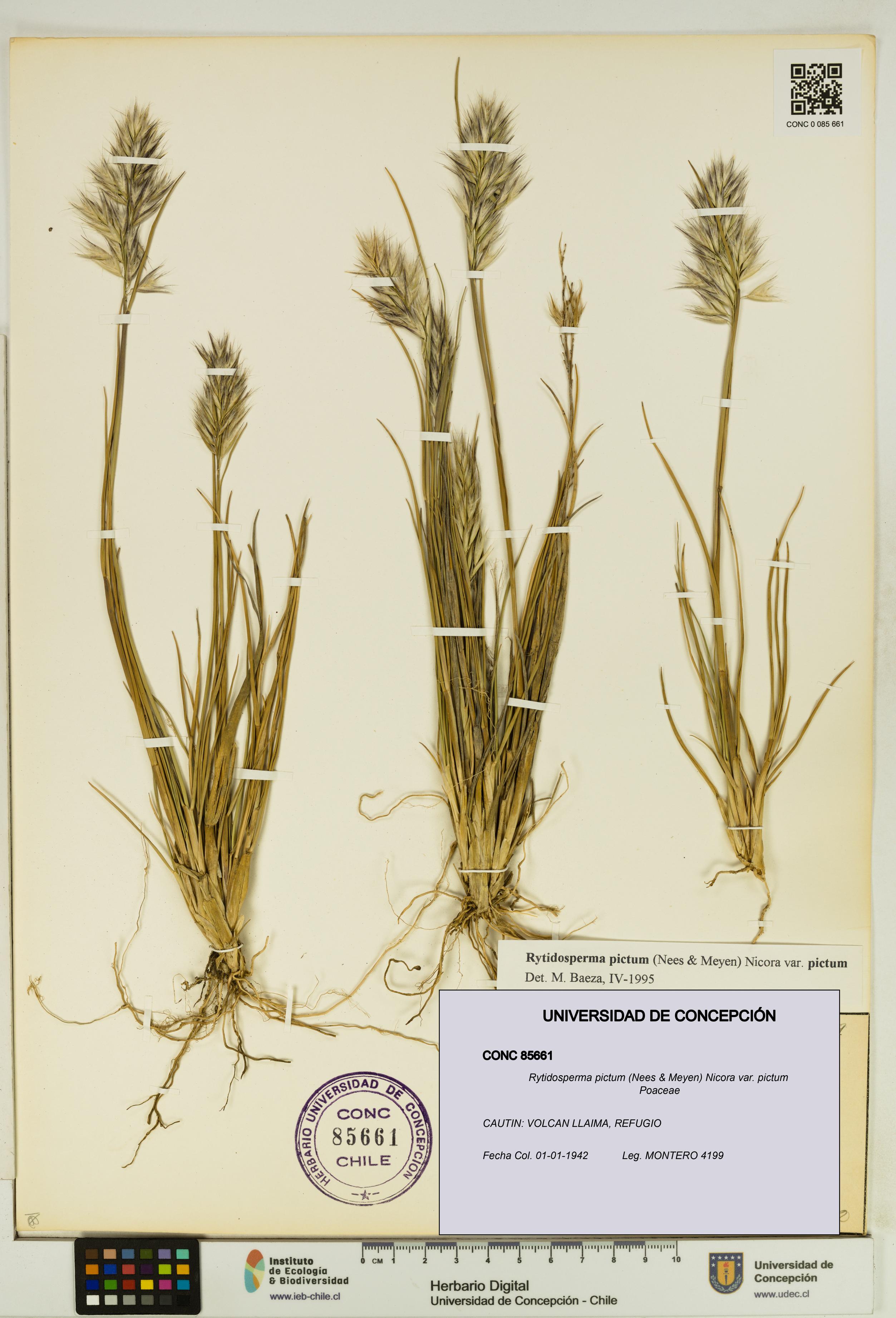 Rytidosperma pictum var. pictum [Espécimen: UDEC:CONC:0085661]