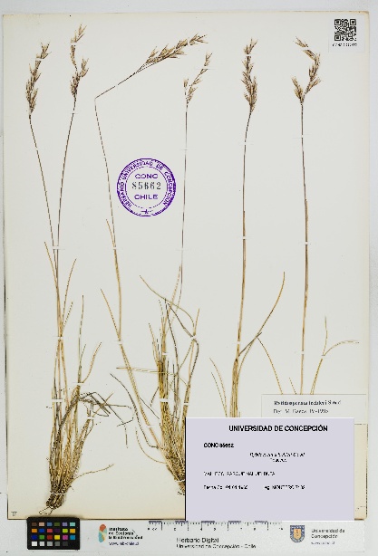 Rytidosperma lechleri [Espécimen: UDEC:CONC:0085662]