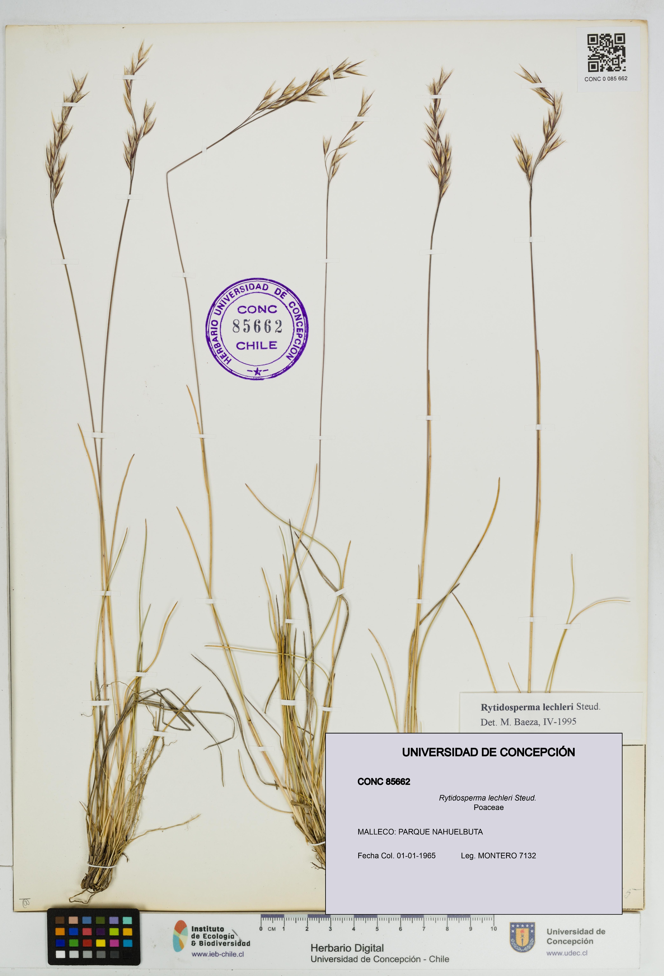 Rytidosperma lechleri [Espécimen: UDEC:CONC:0085662]