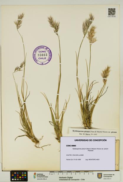 Rytidosperma pictum var. pictum [Espécimen: UDEC:CONC:0085663]