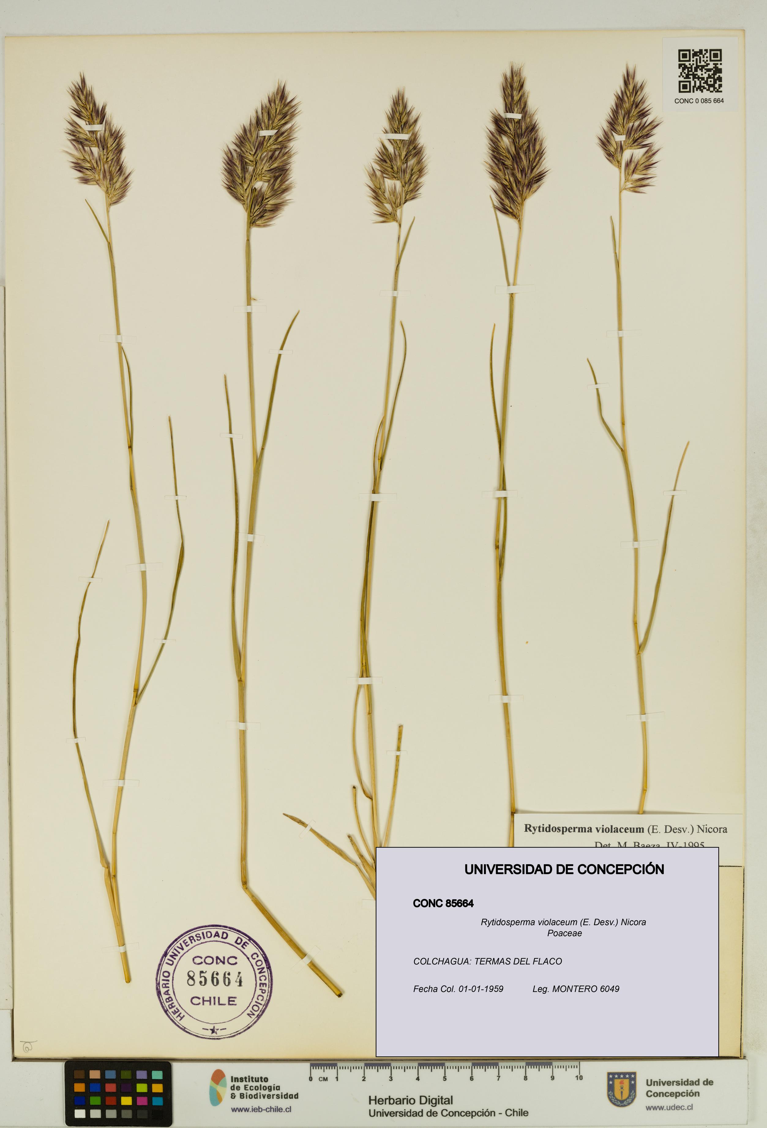 Rytidosperma violaceum [Espécimen: UDEC:CONC:0085664]