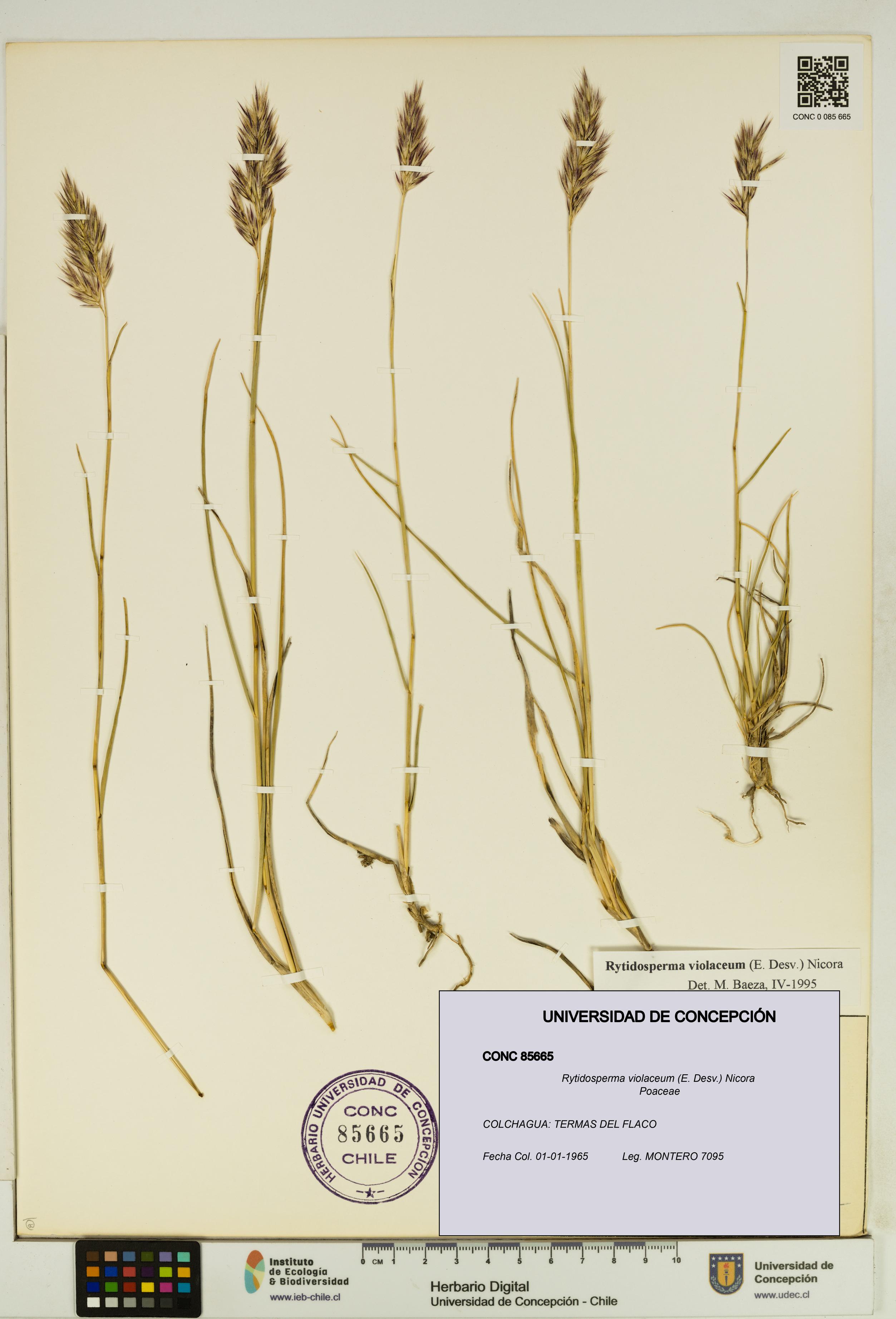 Rytidosperma violaceum [Espécimen: UDEC:CONC:0085665]