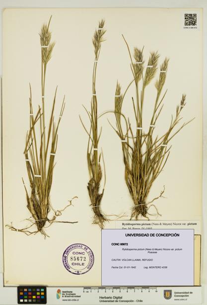 Rytidosperma pictum var. pictum [Espécimen: UDEC:CONC:0085672]