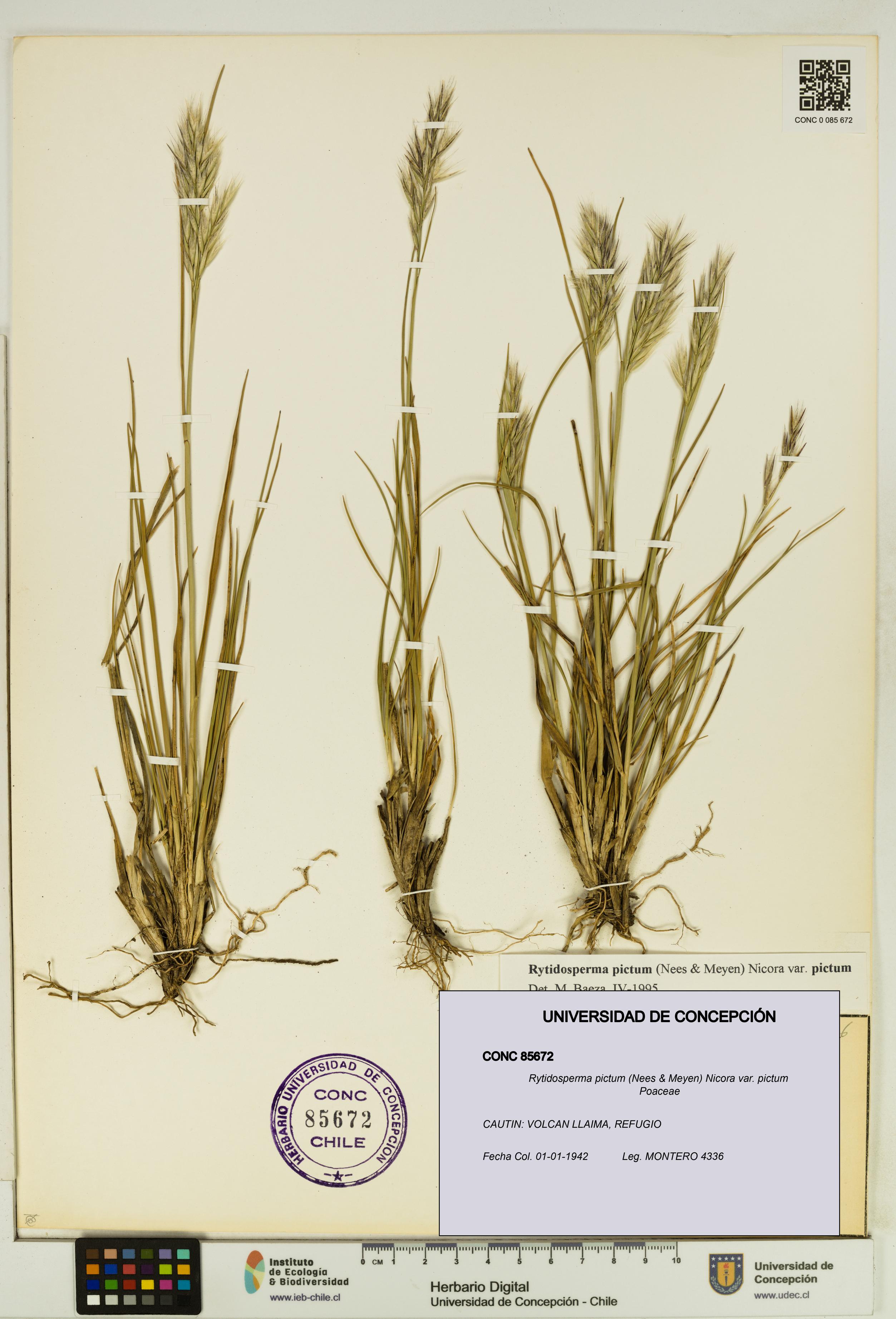 Rytidosperma pictum var. pictum [Espécimen: UDEC:CONC:0085672]
