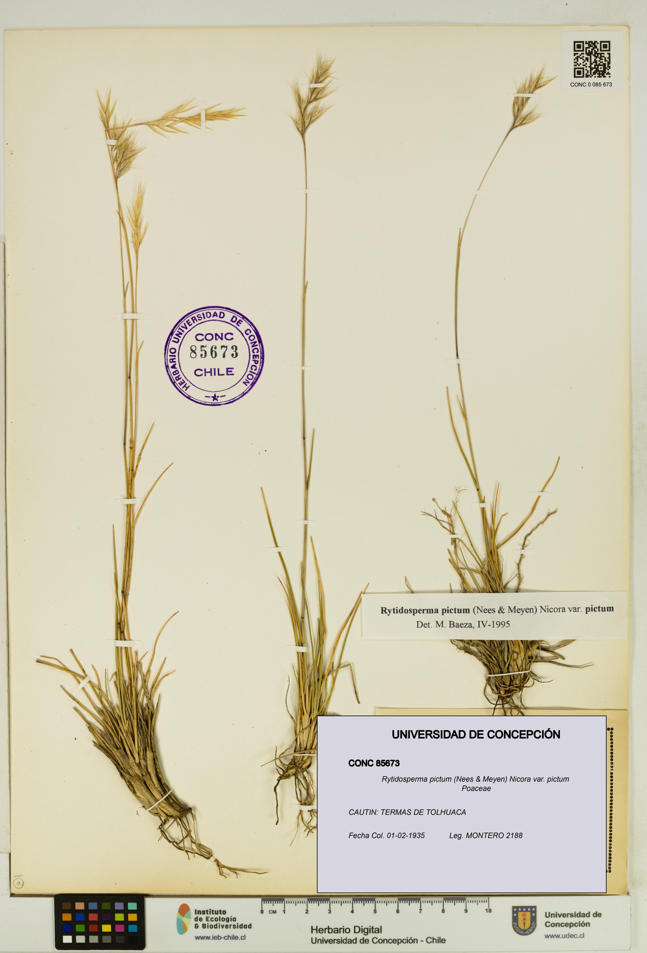 Rytidosperma pictum var. pictum [Espécimen: UDEC:CONC:0085673]