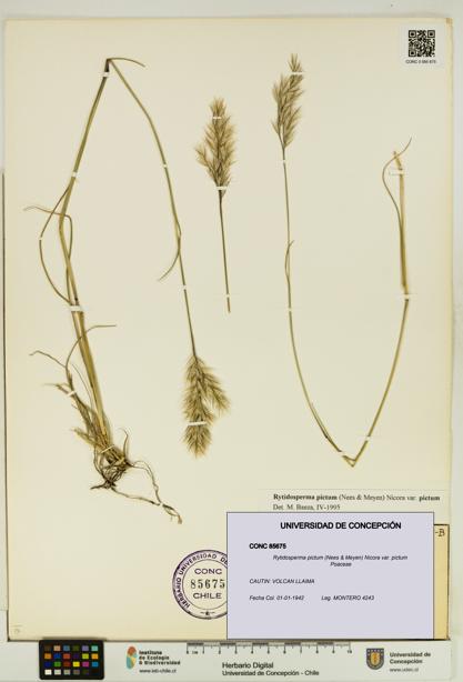 Rytidosperma pictum var. pictum [Espécimen: UDEC:CONC:0085675]