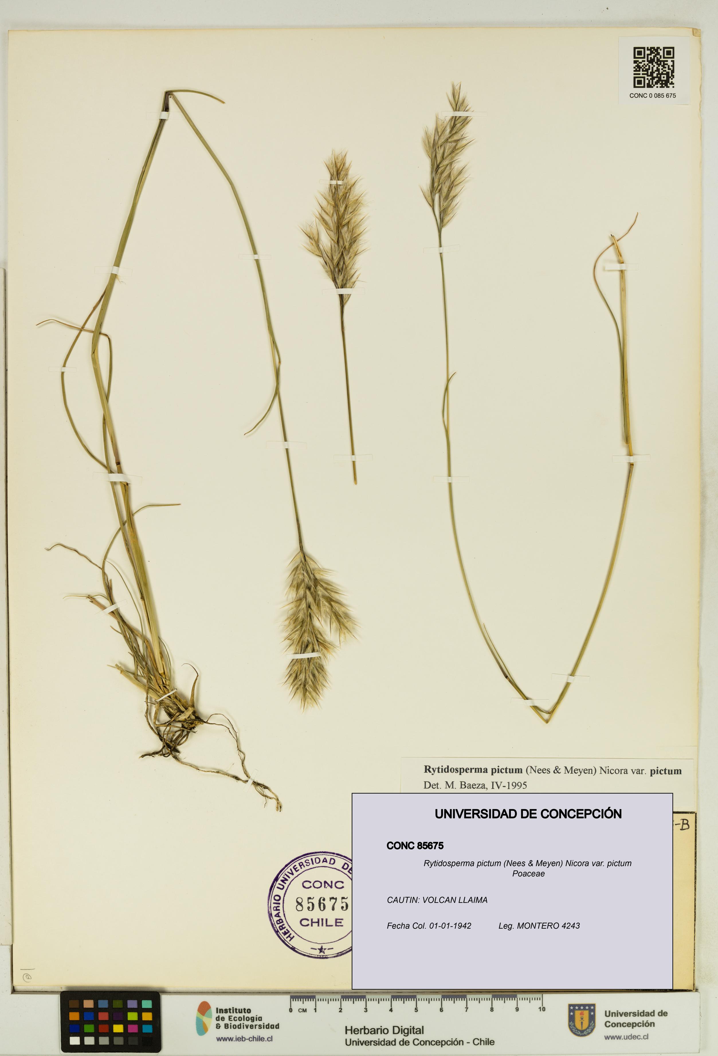 Rytidosperma pictum var. pictum [Espécimen: UDEC:CONC:0085675]